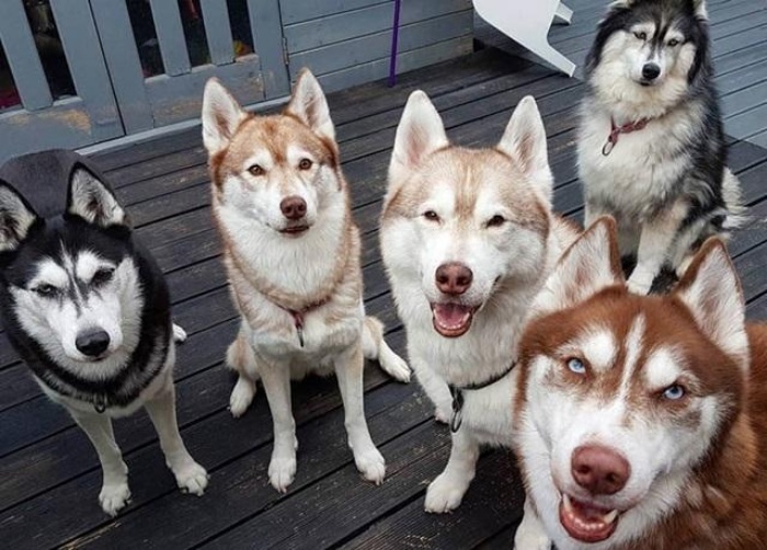 Địa chỉ và giá bán chó Husky ở Hà Nội